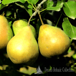 PERO (VAR. MADERNASSA) - PYRUS COMMUNIS