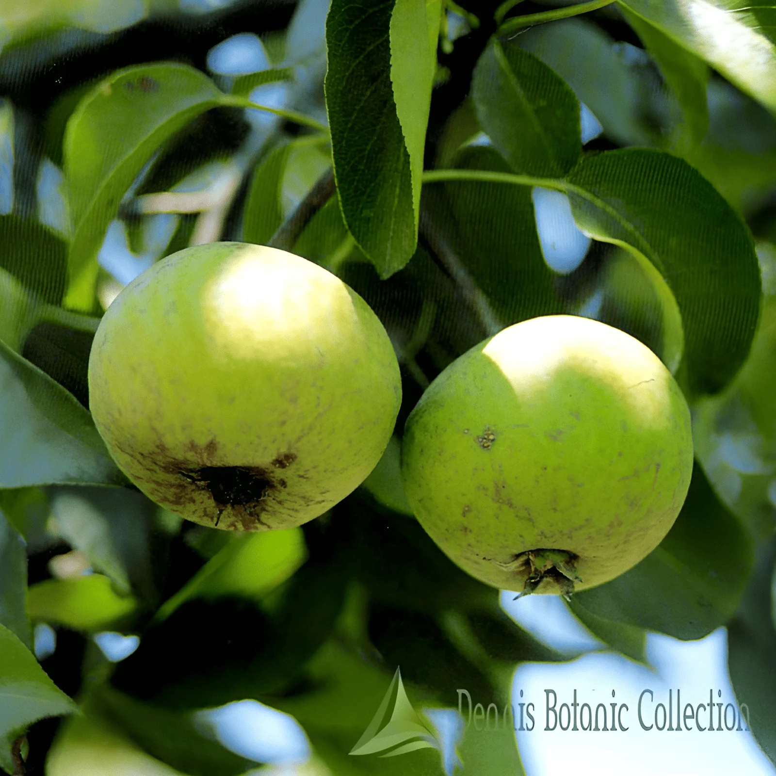 PERO (VAR. TUMIN D'ESTATE) - PYRUS COMMUNIS
