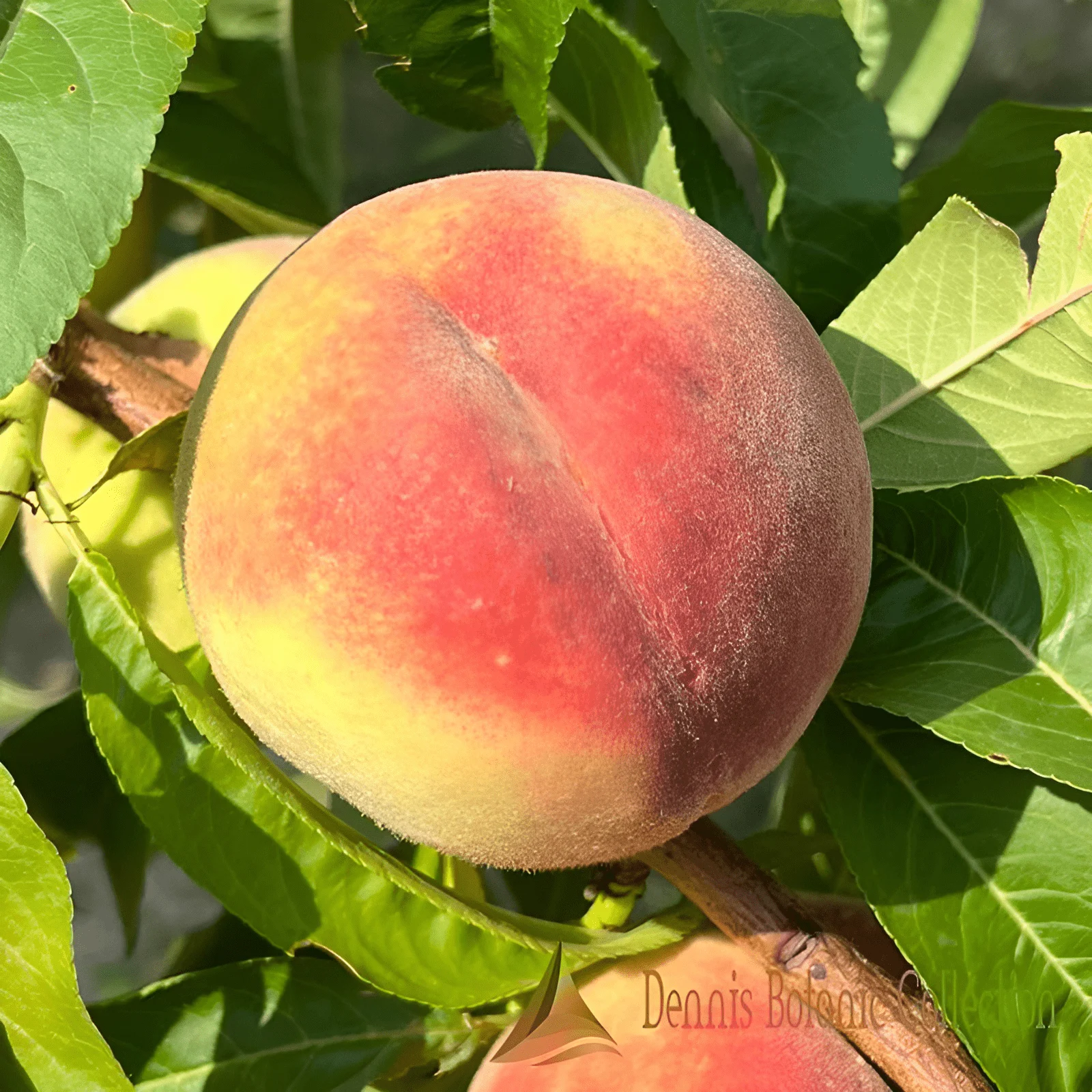 PESCO (VAR. ROSSO DI VEZZA) - PRUNUS PERSICA