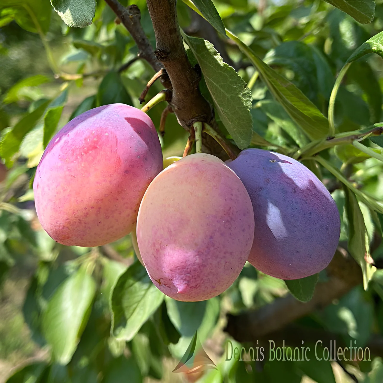 SUSINO (VAR. APRÀ) - PRUNUS DOMESTICA