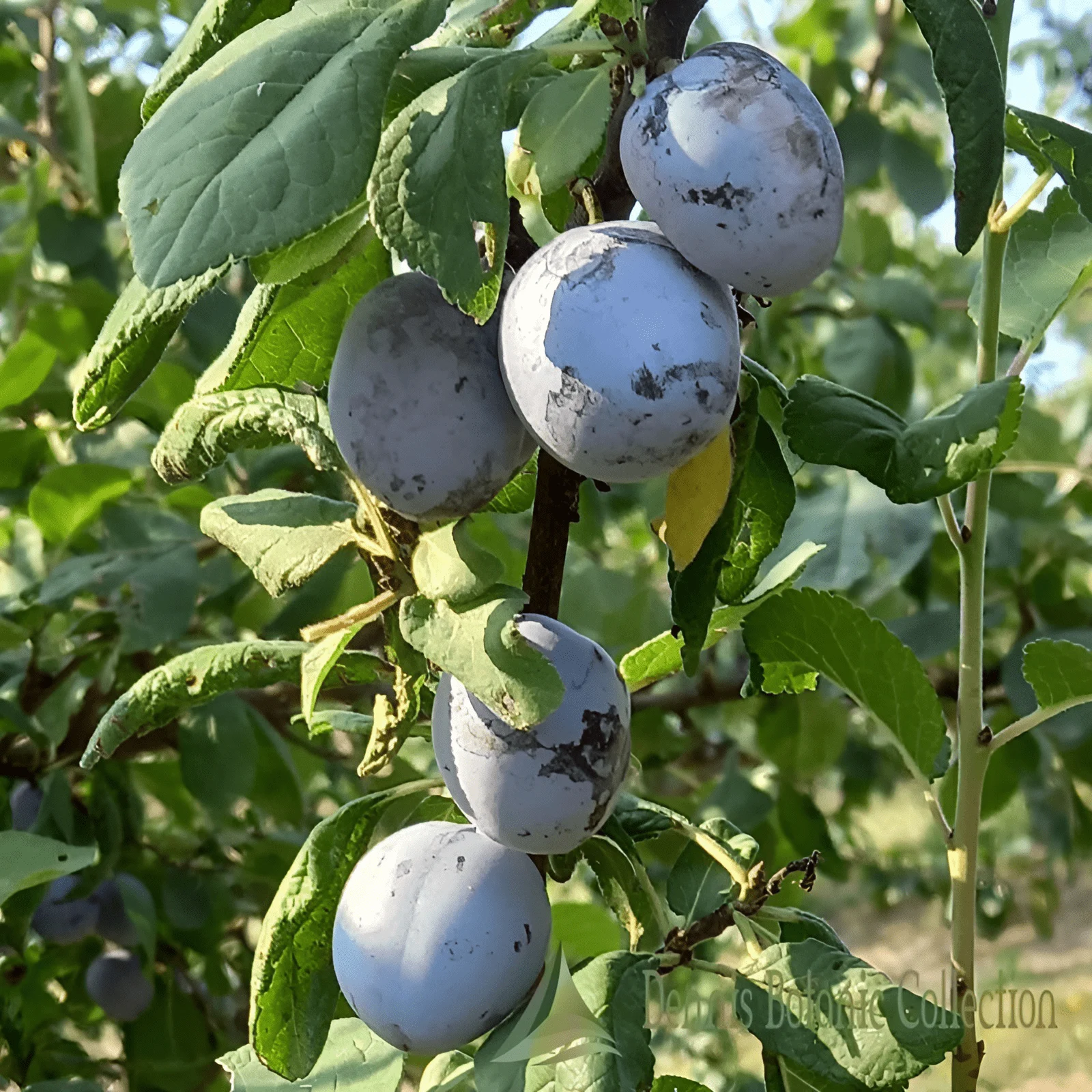 SUSINO (VAR. RAMASIN D'LA NEBBIA) - PRUNUS DOMESTICA