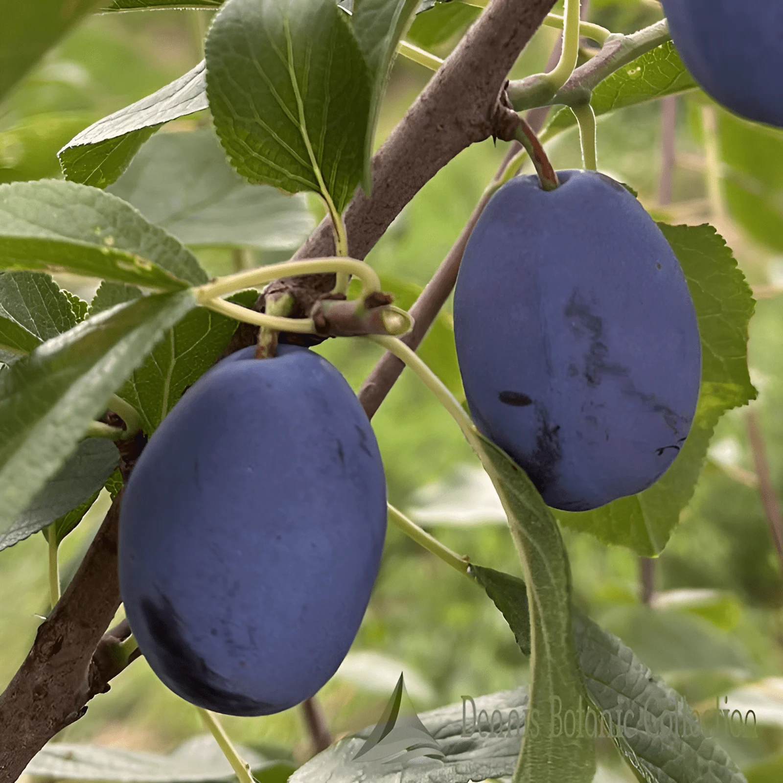 SUSINO (VAR. SAN GIOVANNI) - PRUNUS DOMESTICA