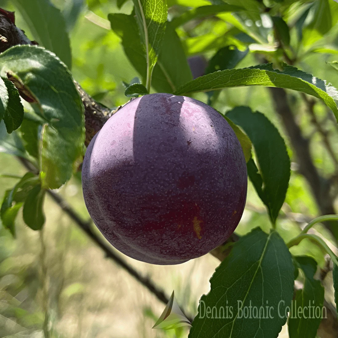 Susino 'Santa Rosa'