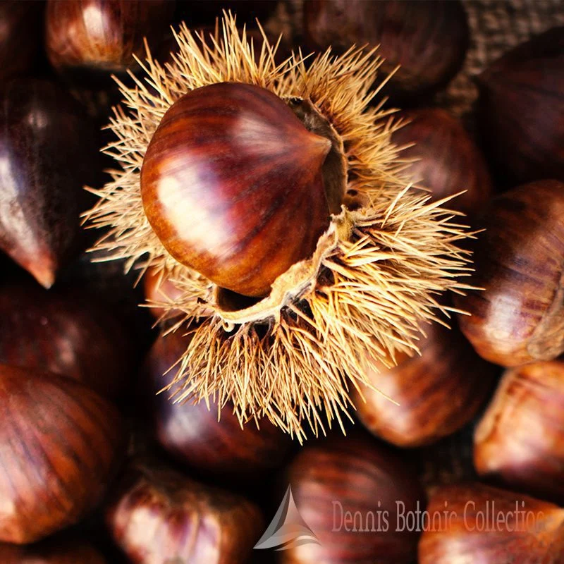CASTAGNO (VAR. MARRONE DI SUSA) - CASTANEA SATIVA