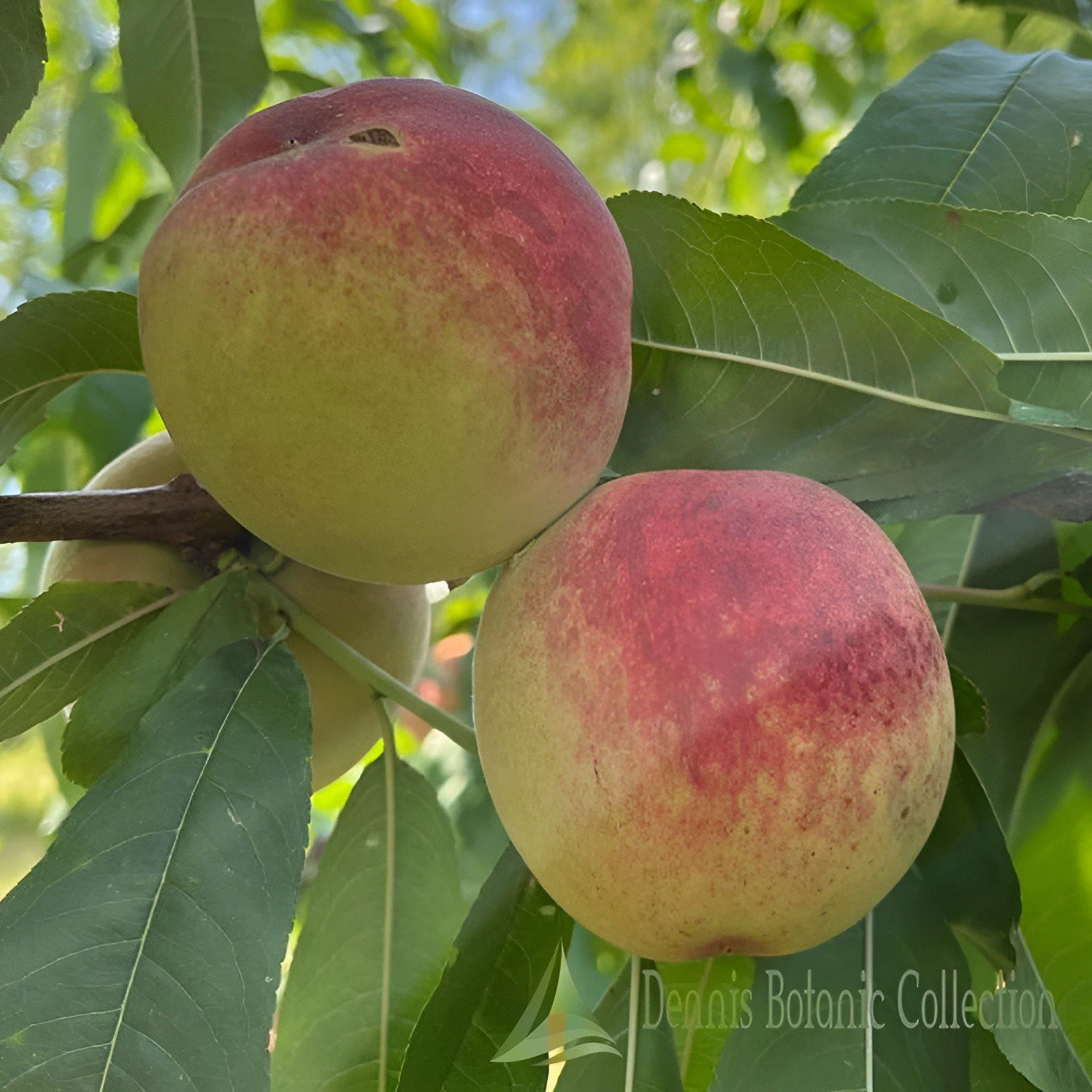 PESCO (VAR. BELLA DI BORGO D'ALE) - PRUNUS PERSICA