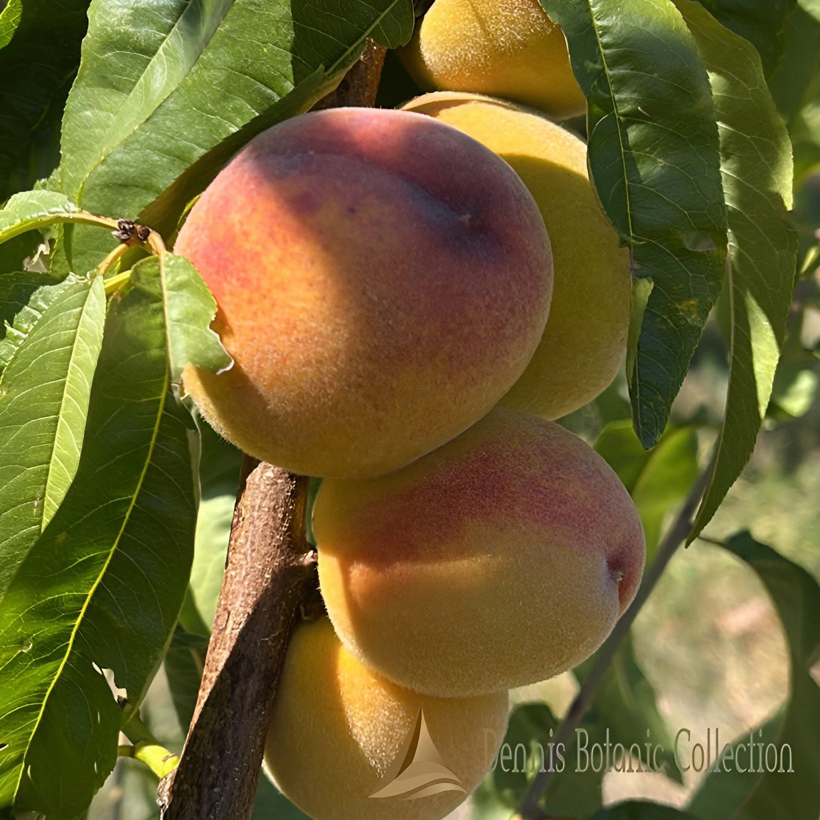PESCO (VAR. PURET) - PRUNUS PERSICA