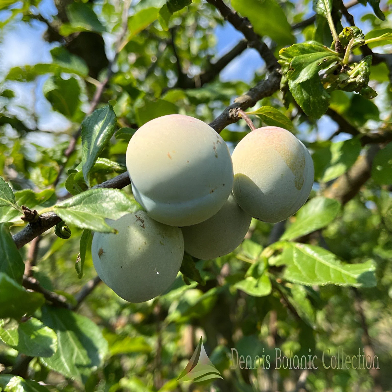 SUSINO (VAR. GAIOTTI) - PRUNUS DOMESTICA