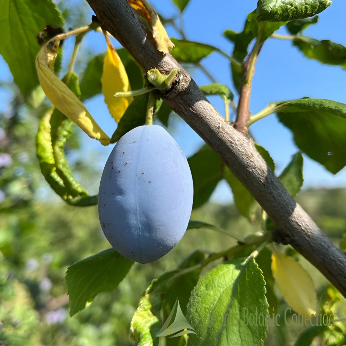 Susino 'Settembrina Ovale'