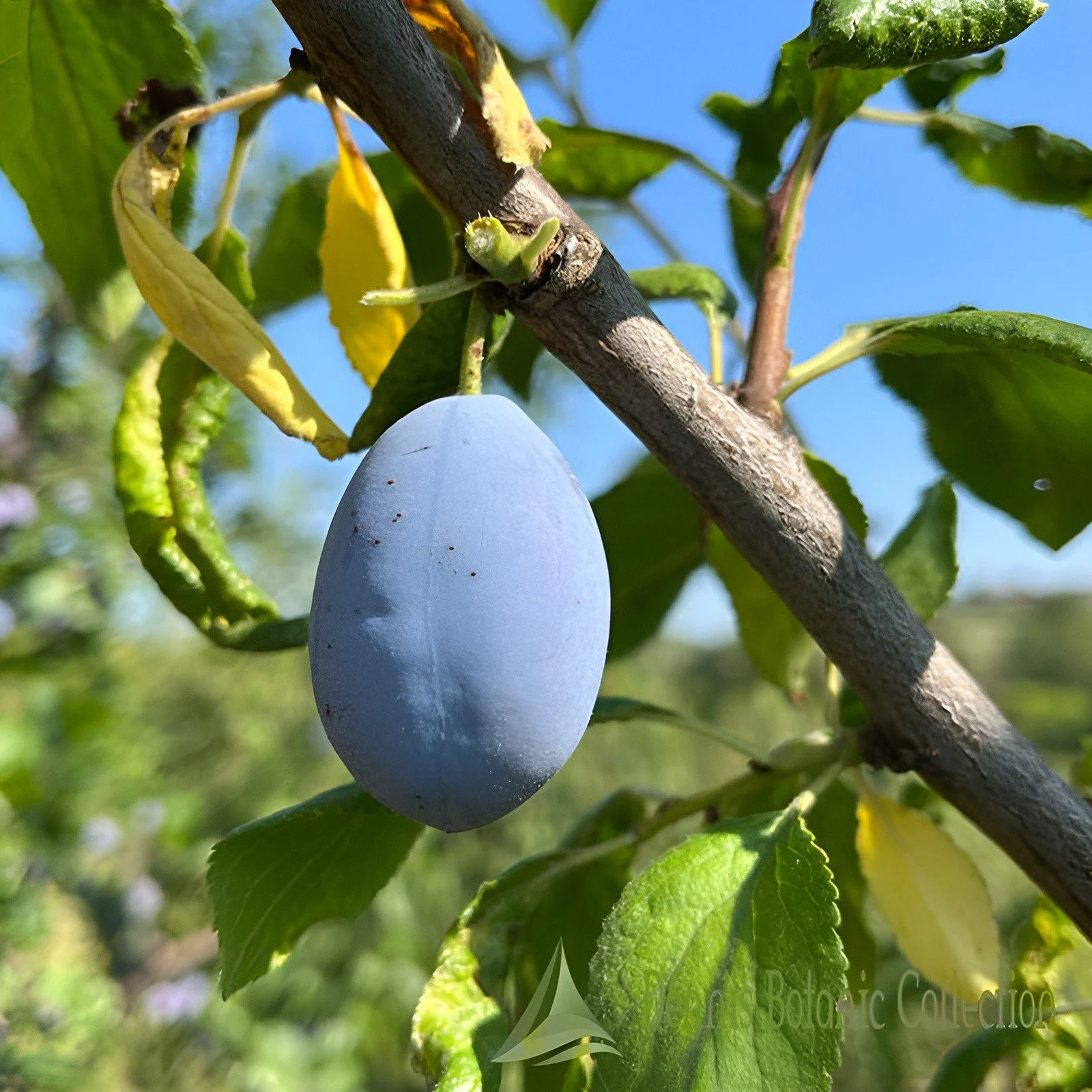 SUSINO (VAR. SETTEMBRINA OVALE) - PRUNUS DOMESTICA
