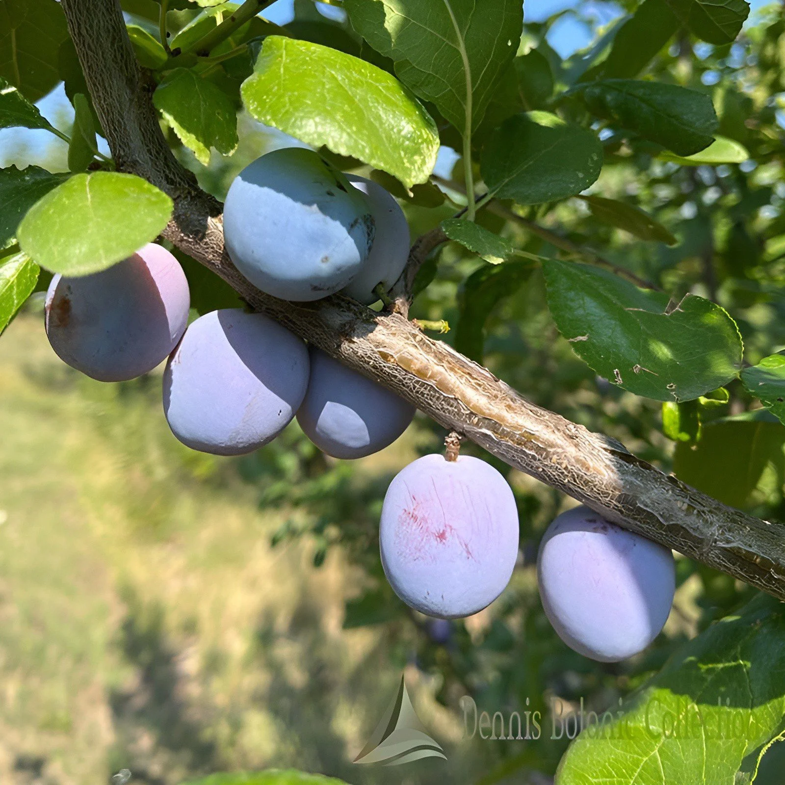 SUSINO (VAR. SETTEMBRINA TONDA) - PRUNUS DOMESTICA
