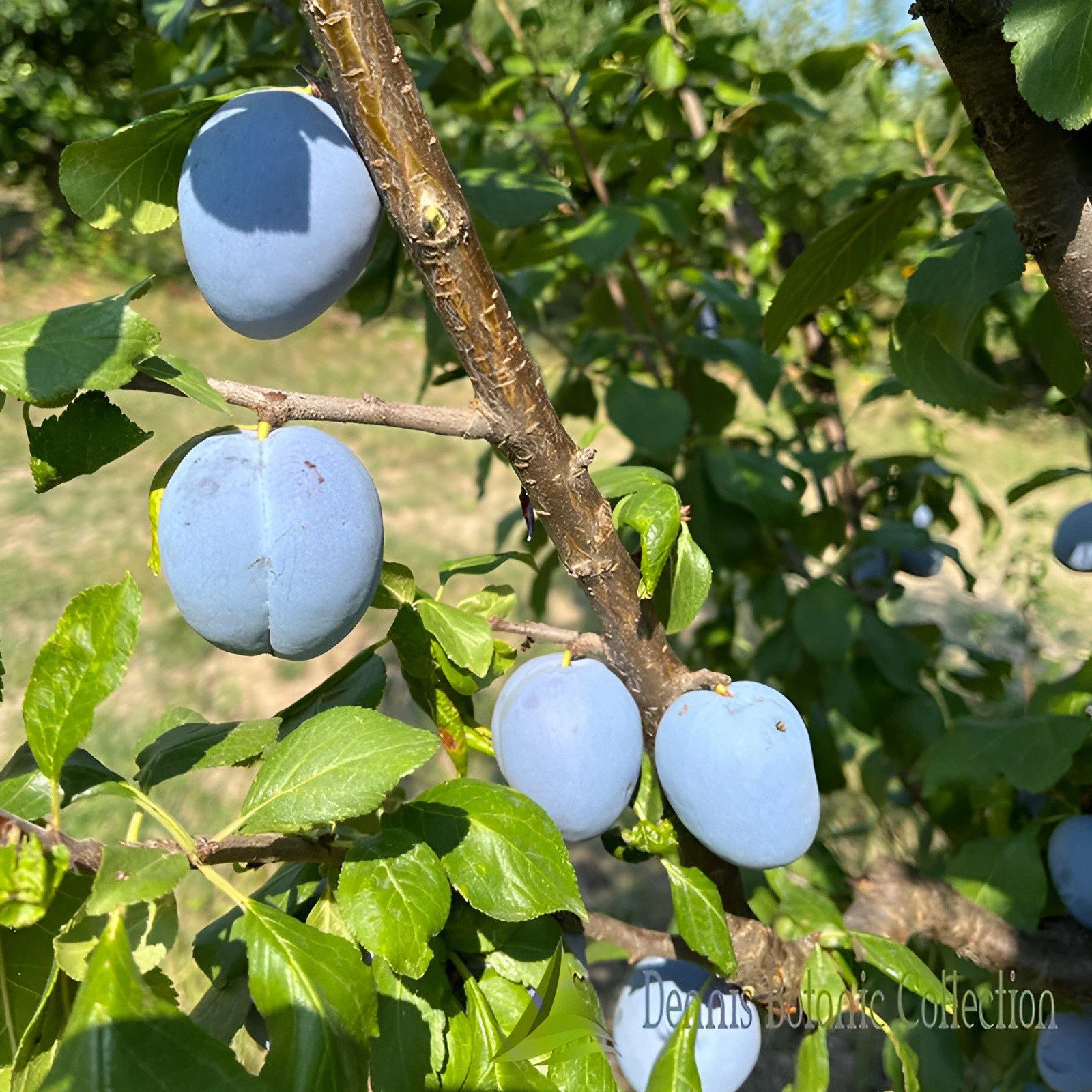 SUSINO (VAR. UOVO DI TACCHINO) - PRUNUS DOMESTICA