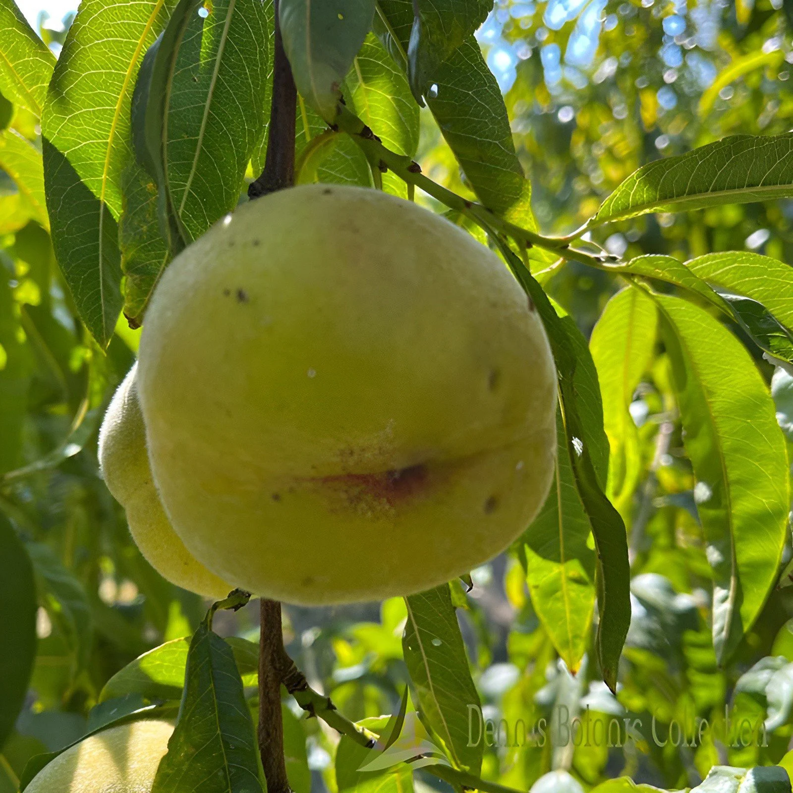 PESCO (VAR. SAN MICHELE GIALLO) - PRUNUS PERSICA