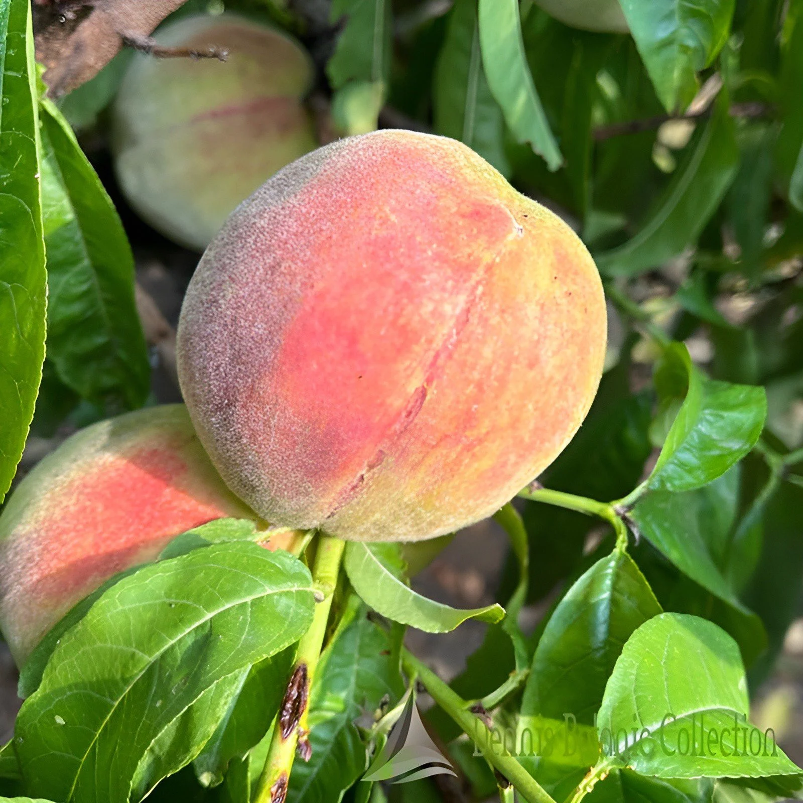 PESCO (VAR. TARDIVO VEZZA) - PRUNUS PERSICA