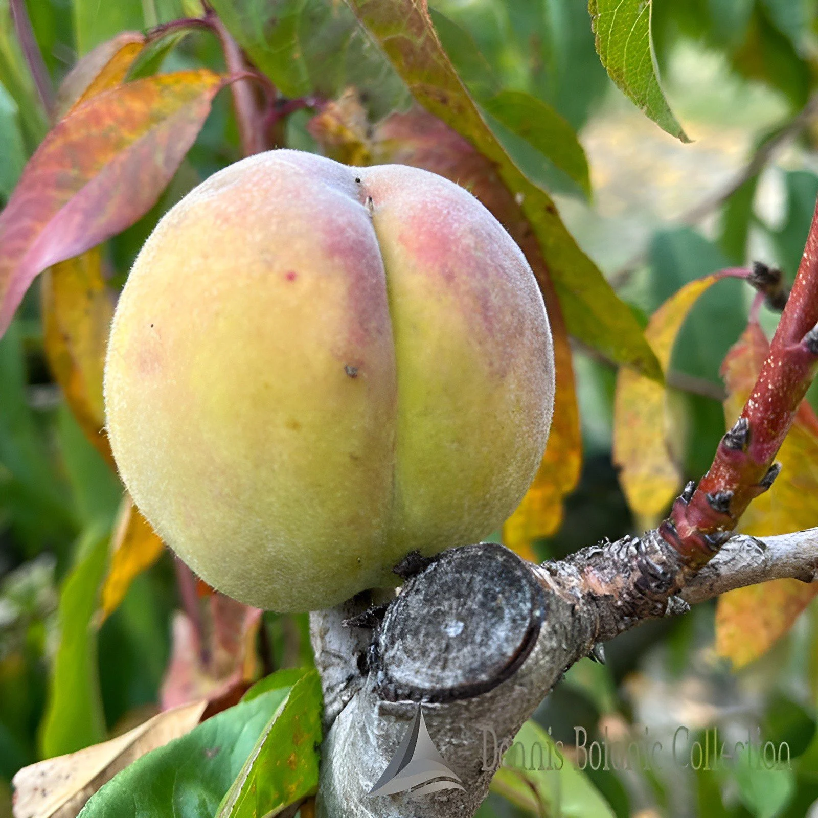 PESCO (VAR. FIOR DI NOVEMBRE) - PRUNUS PERSICA