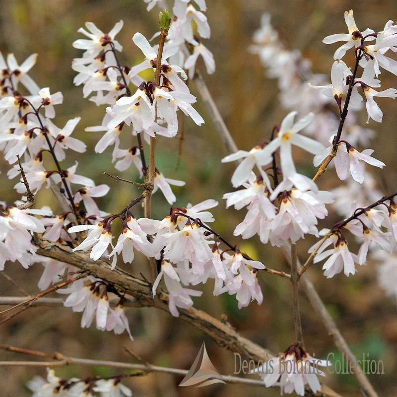 FORSYTHIA BIANCA - ABELIOPHYLLUM DISTICHUM