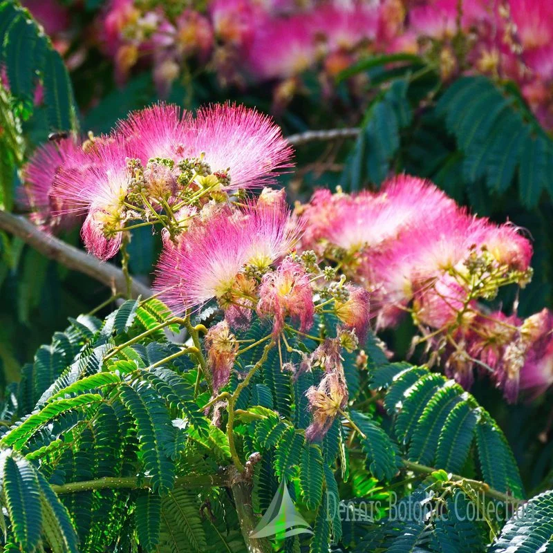 ACACIA DI COSTANTINOPOLI (VAR. OMBRELLA) - ALBIZIA JULIBRISSIN