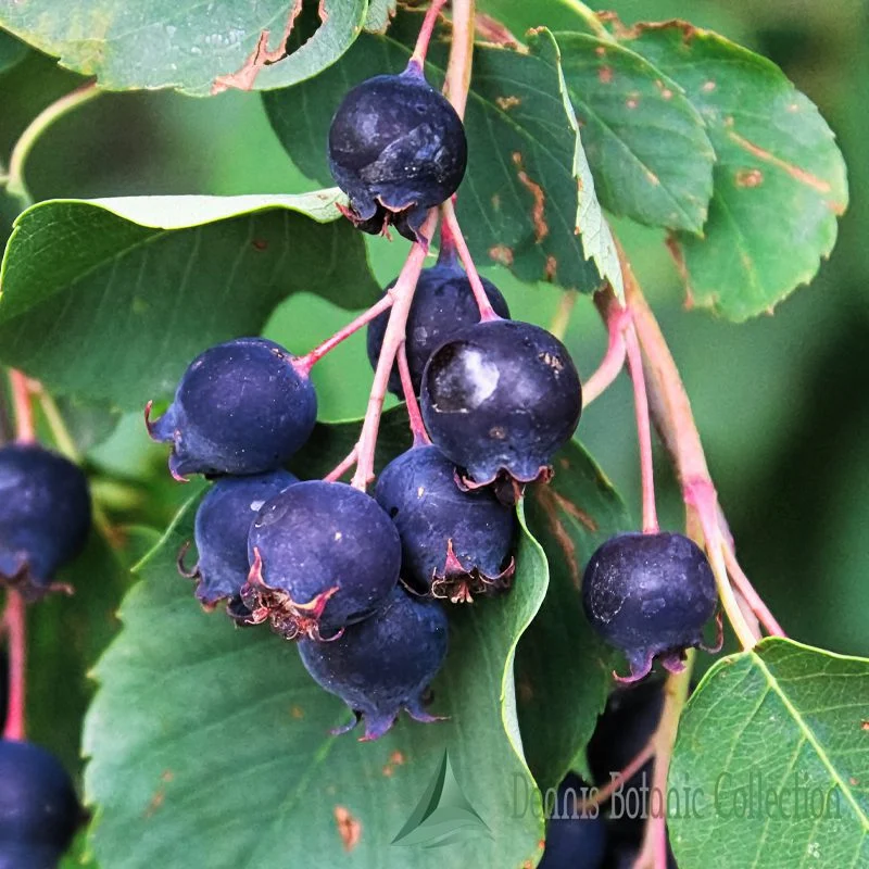 Saskatoon berry
