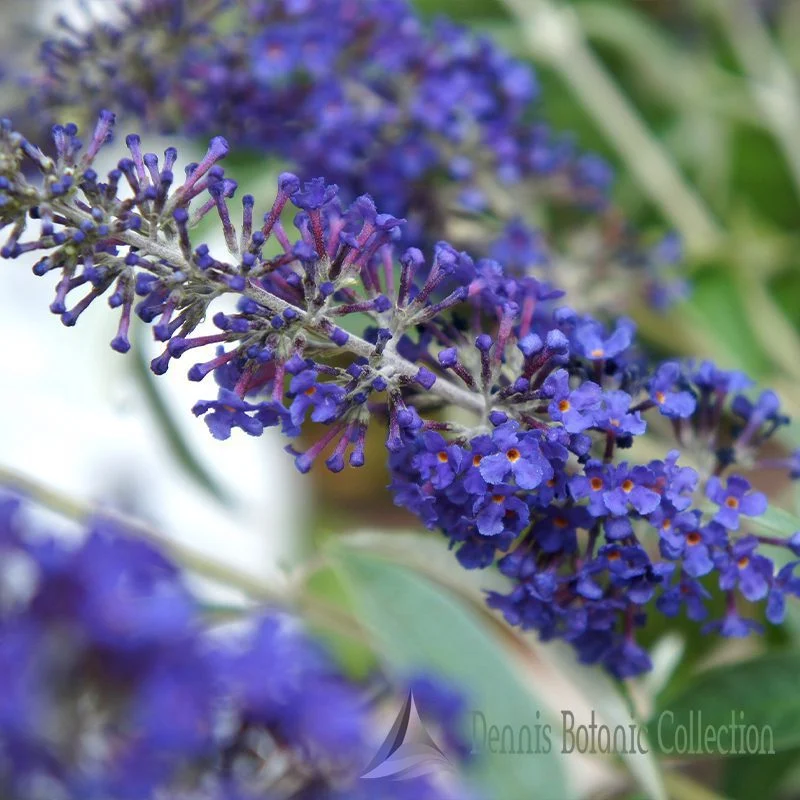 ALBERO DELLE FARFALLE (VAR. ADONIS BLUE) - BUDDLEJA DAVIDII