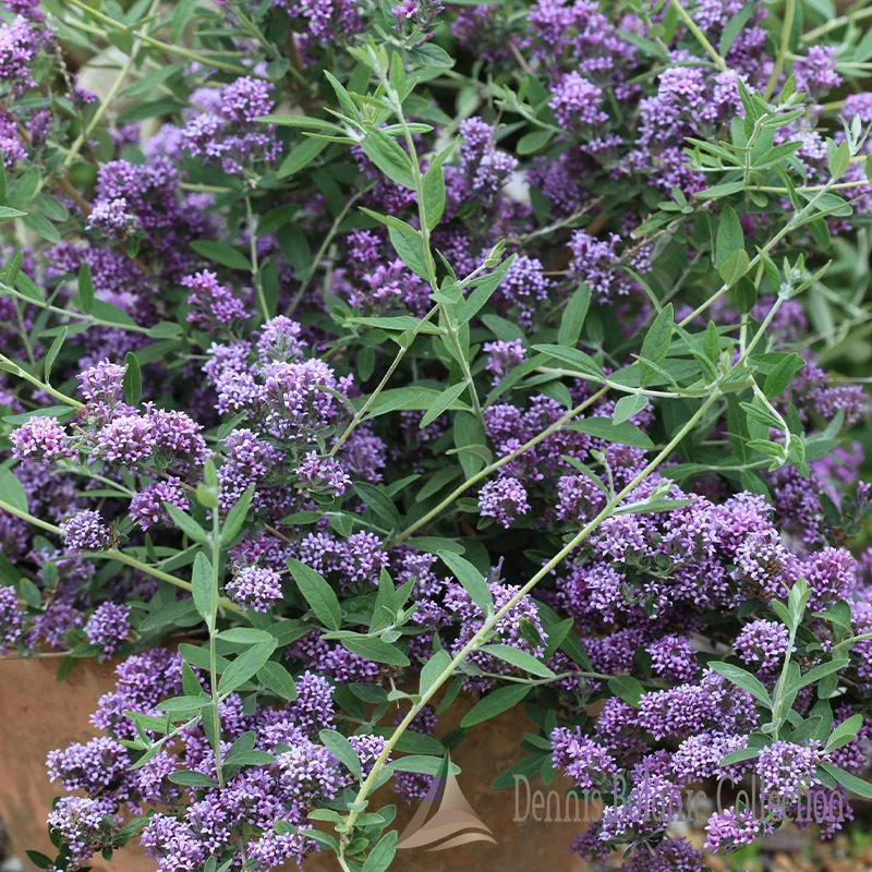 ALBERO DELLE FARFALLE A FOGLIE ALTERNE - BUDDLEJA ALTERNIFOLIA