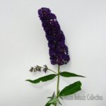 ALBERO DELLE FARFALLE (VAR. BLACK KNIGHT) - BUDDLEJA DAVIDII