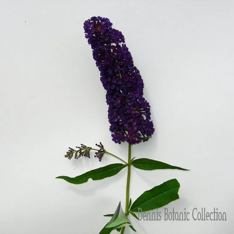 ALBERO DELLE FARFALLE (VAR. BLACK KNIGHT) - BUDDLEJA DAVIDII