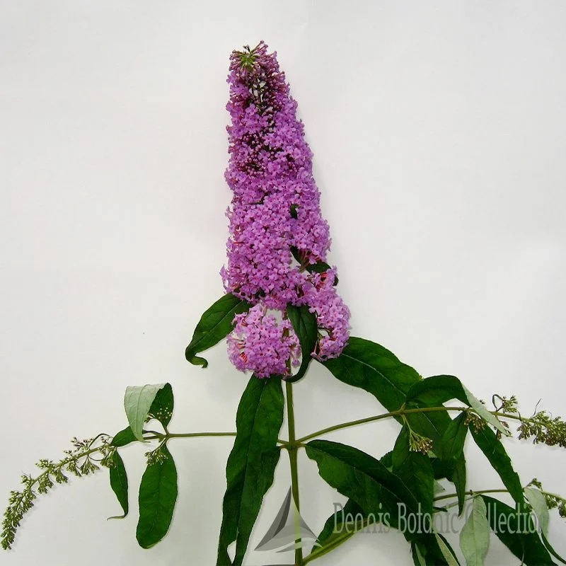 ALBERO DELLE FARFALLE (VAR. FASCINATION) - BUDDLEJA DAVIDII