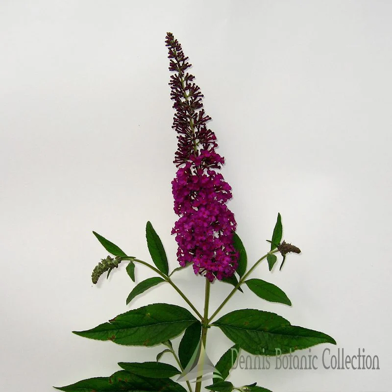 ALBERO DELLE FARFALLE (VAR. ROYAL RED) - BUDDLEJA DAVIDII
