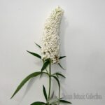 ALBERO DELLE FARFALLE (VAR. WHITE PROFUSION) - BUDDLEJA DAVIDII