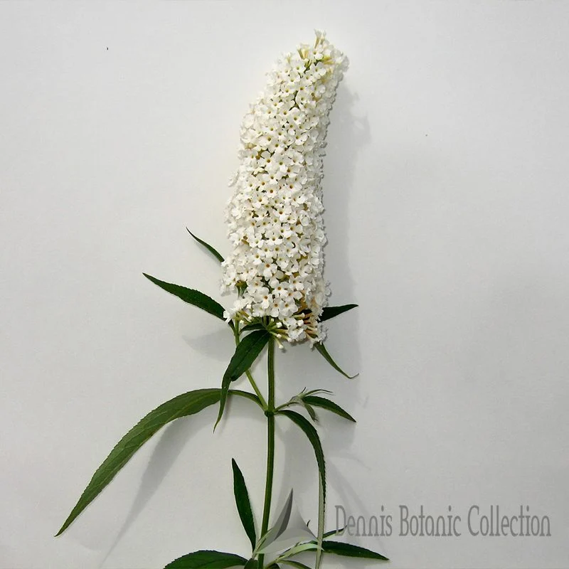 ALBERO DELLE FARFALLE (VAR. WHITE PROFUSION) - BUDDLEJA DAVIDII
