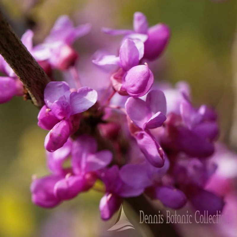 CERCIS CHINENSIS (VAR. AVONDALE)