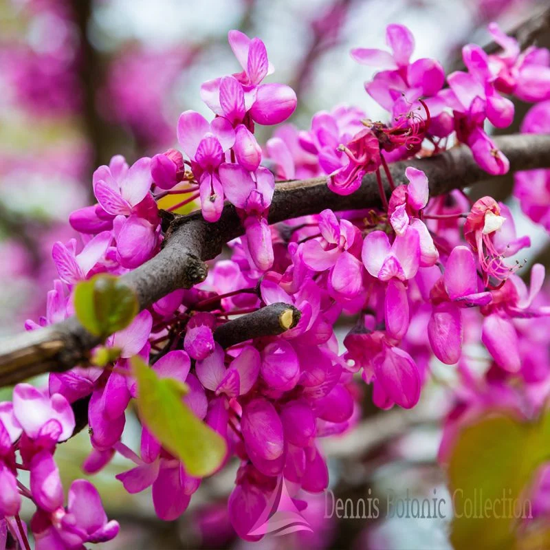 ALBERO DI GIUDA - CERCIS SILIQUASTRUM