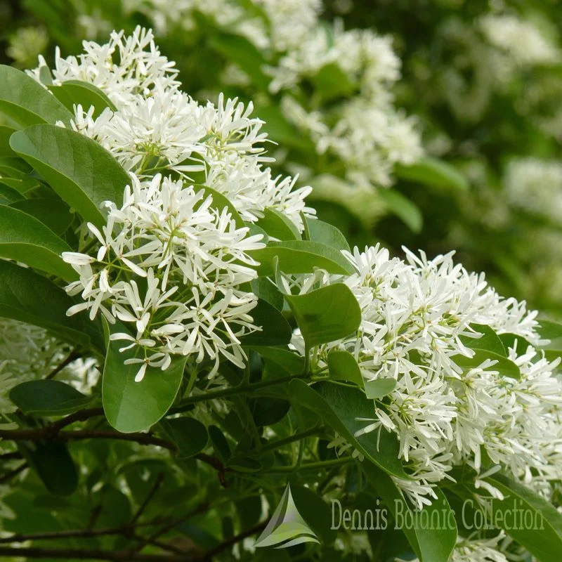 ALBERO DELLE FRANGE CINESI - CHIONANTHUS RETUSUS