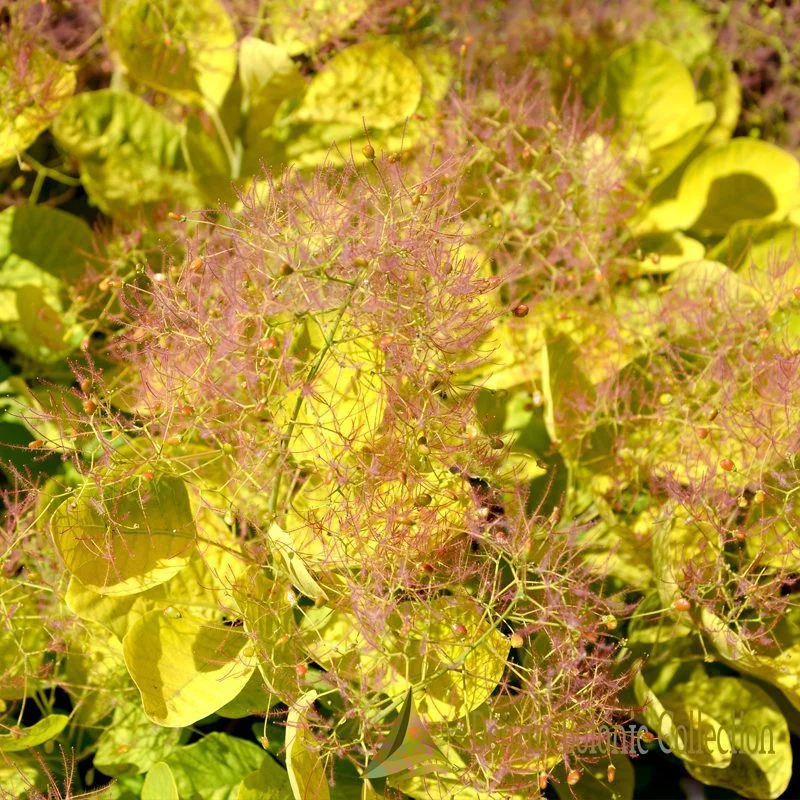 ALBERO DELLA NEBBIA (VAR. GOLDEN SPIRIT) - COTINUS COGGYGRIA