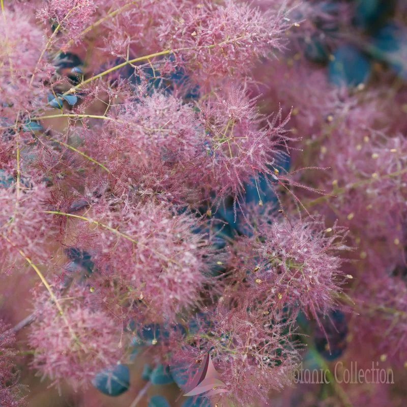ALBERO DELLA NEBBIA (VAR. ROYAL PURPLE) - COTINUS COGGYGRIA