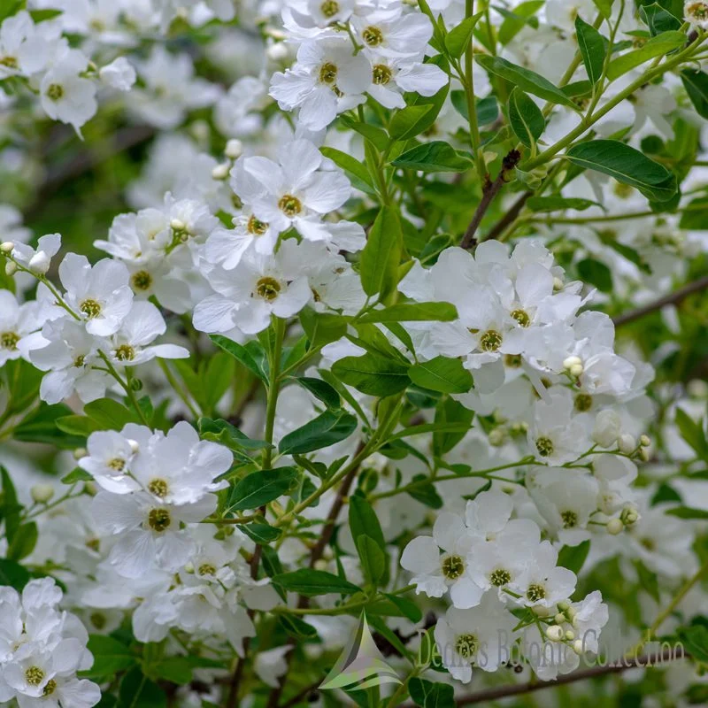 ALBERO DELLE PERLE (VAR. BLUSHING PEARL) - EXOCHORDA RACEMOSA