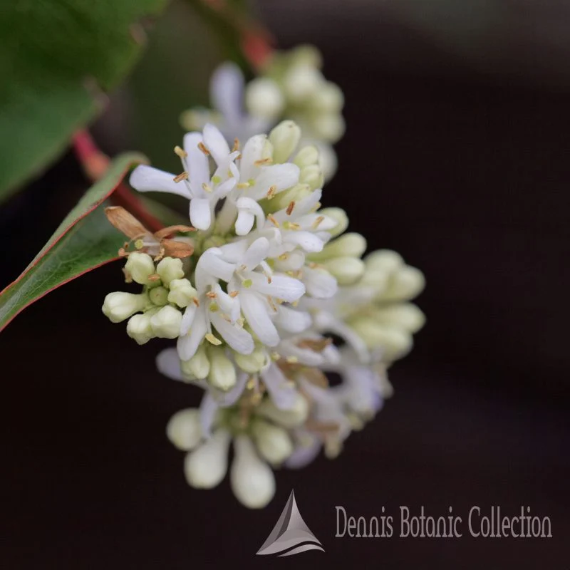 SEVEN-SON FLOWER (VAR. TIANSHAN) - HEPTACODIUM MICONIOIDES