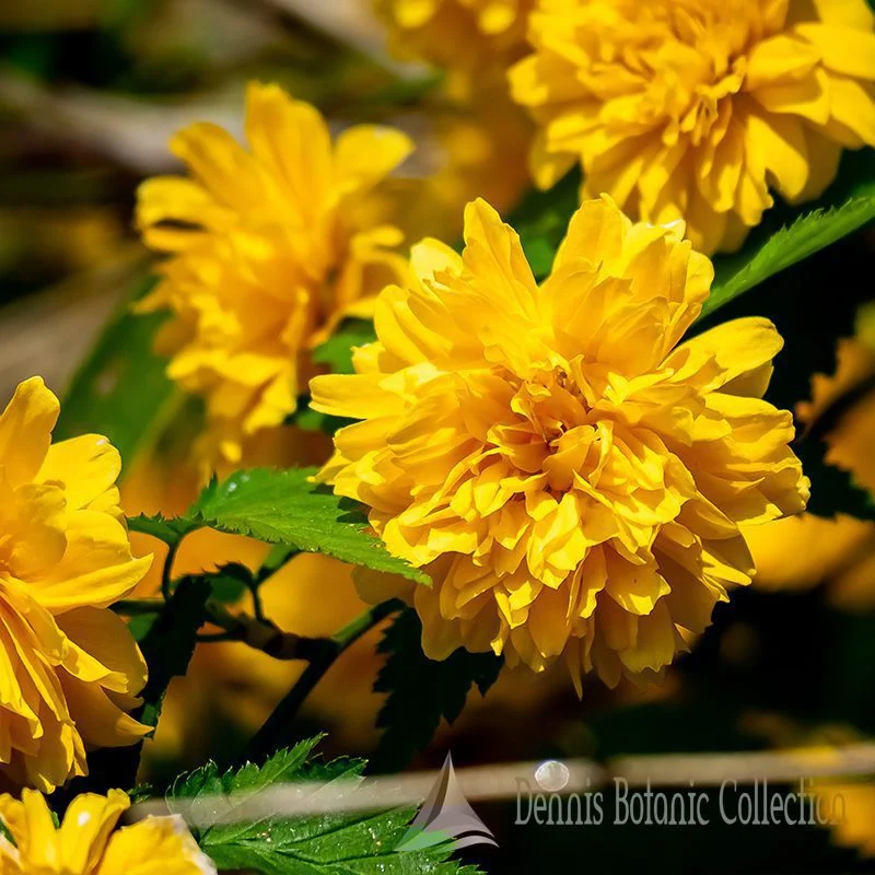 ROSA DEL GIAPPONE (VAR. PLENIFLORA) - KERRIA JAPONICA