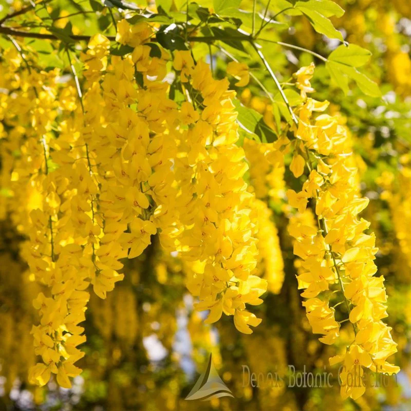 MAGGIOCIONDOLO - LABURNUM ANAGYROIDES