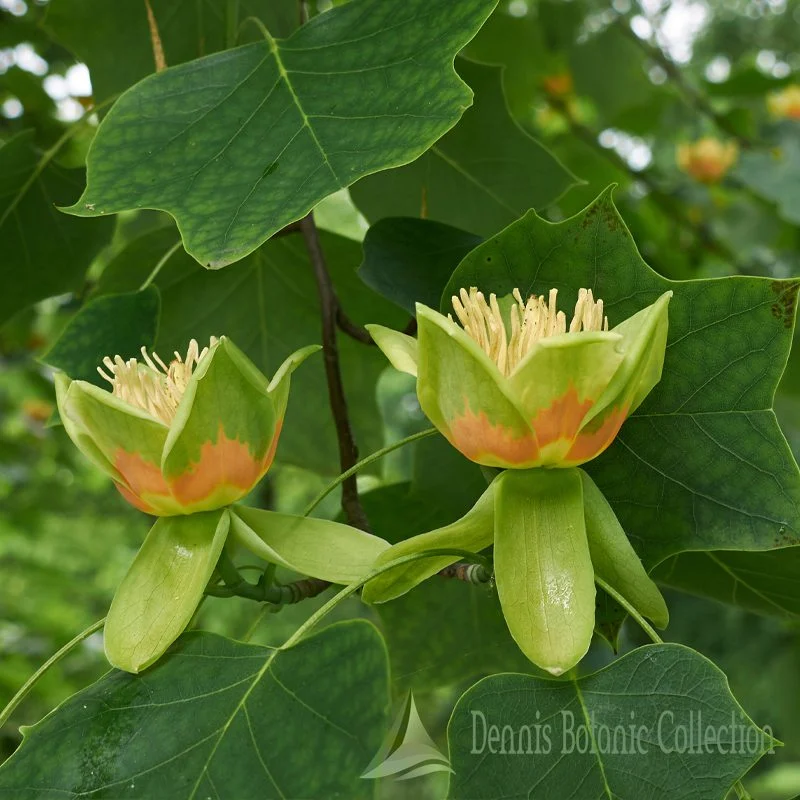 ALBERO DEI TULIPANI - LIRIODENDRON TULIPIFERA