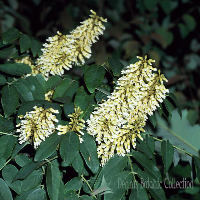 AMUR MAACKIA - MAACKIA AMURENSIS - Dennis Botanic Collection