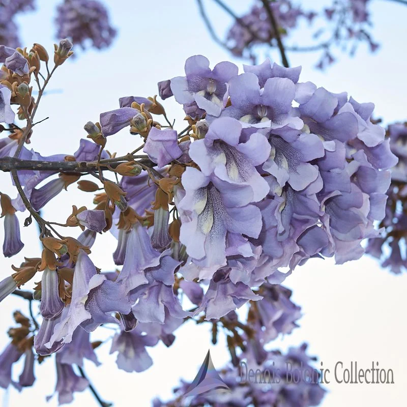PAULOWNIA TOMENTOSA