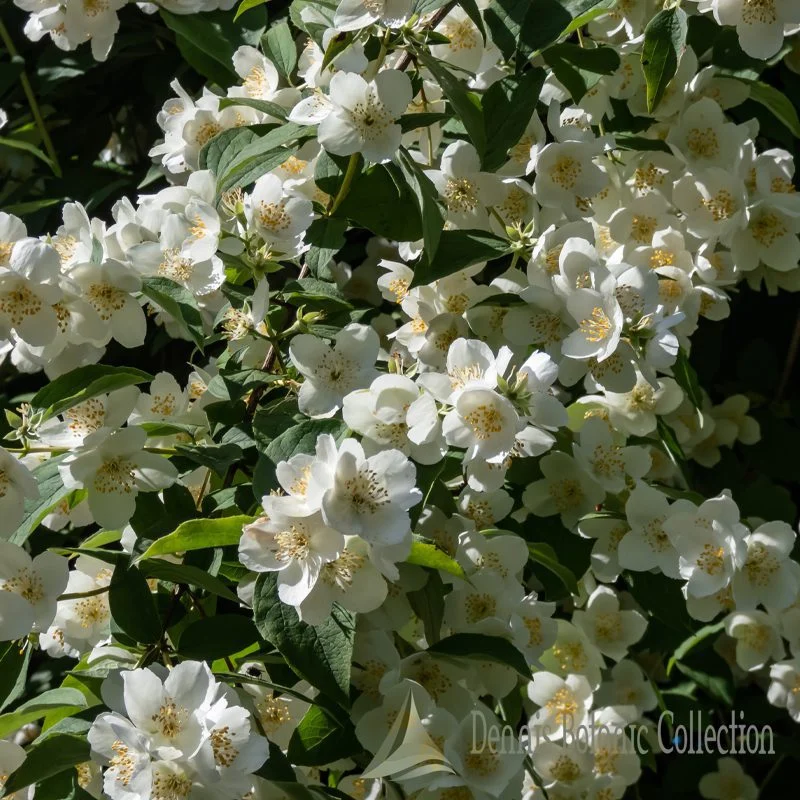 FIOR D'ANGELO - PHILADELPHUS CORONARIUS