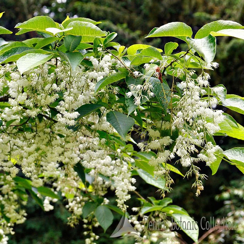 ALBERO DELLE SPALLINE - PTEROSTYRAX HISPIDA