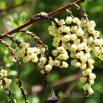 STACHYURUS PRAECOX