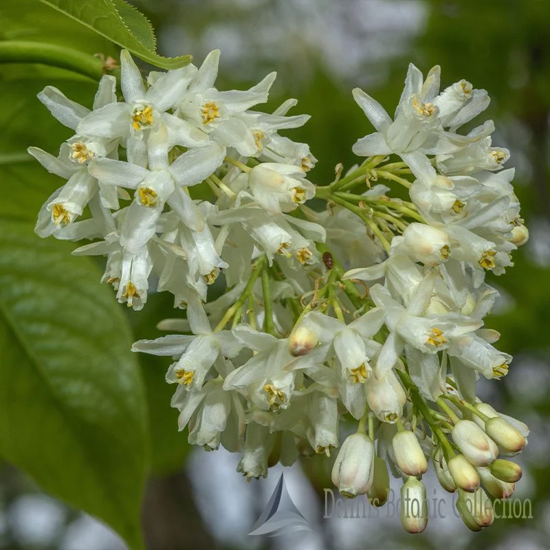 STAPHYLEA COLCHICA