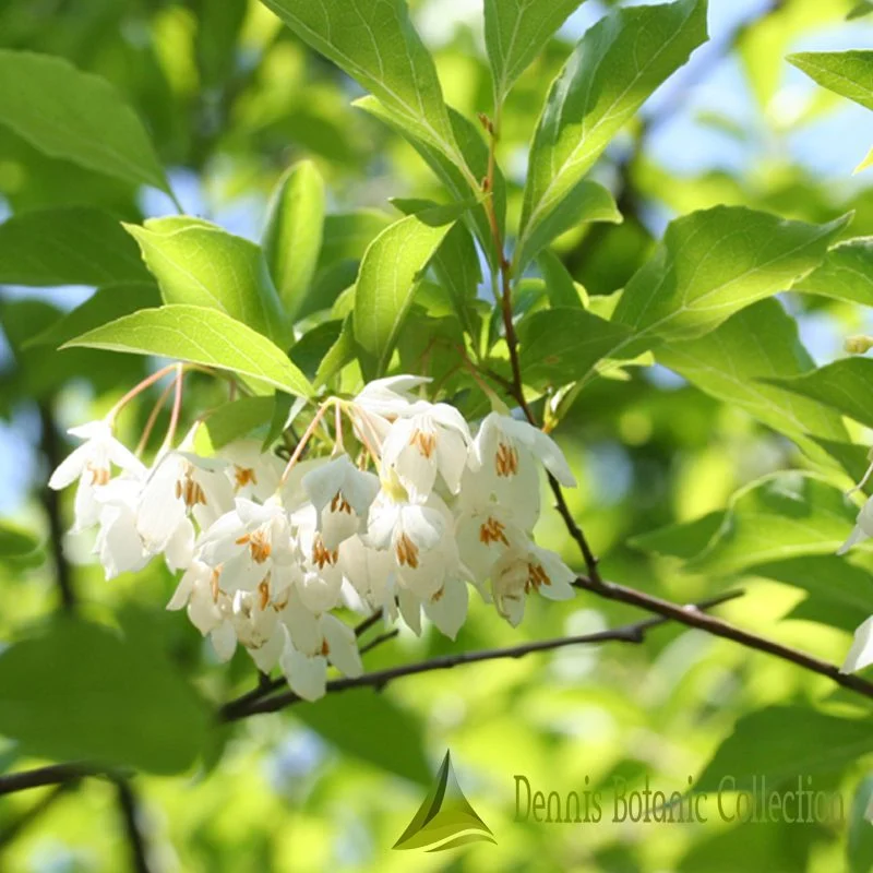 JAPANESE SNOWBELL (VAR. JUNE SNOW) - STYRAX JAPONICUS
