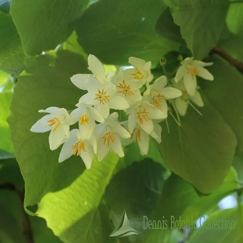 FRAGRANT SNOWBELL - STYRAX OBASSIA