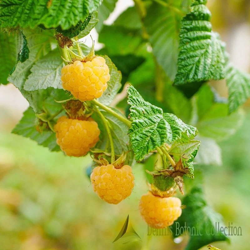 RUBUS IDAEUS - LAMPONE GIALLO (VAR. GOLDEN EVEREST)