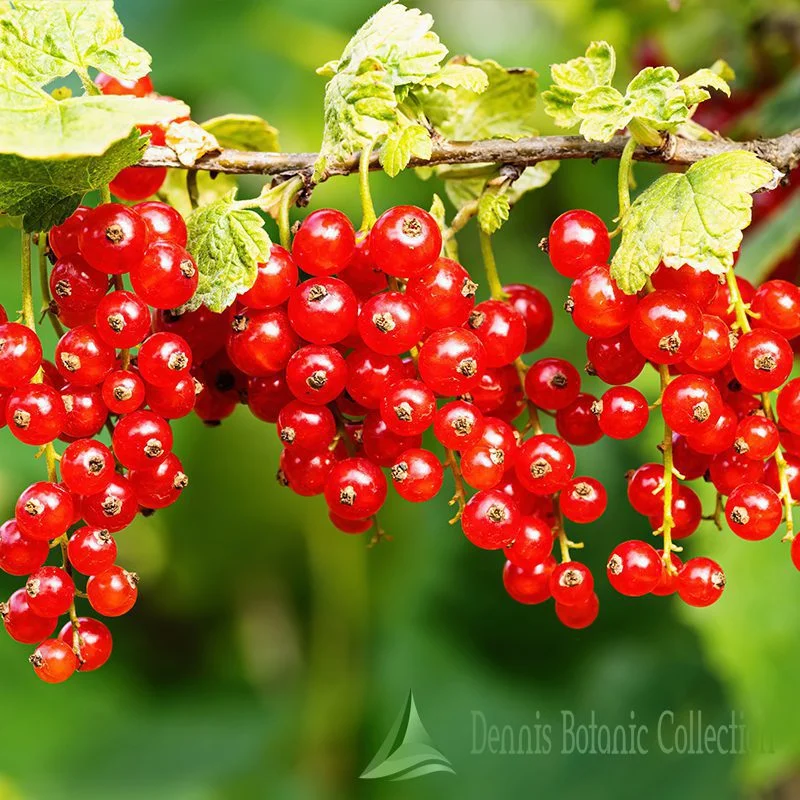 Ribes rosso
