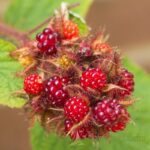 RUBUS PHOENICOLASIUS - LAMPONE GIAPPONESE